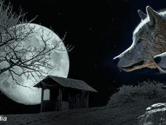 Story-of-the-shepherd-and-the-wolf